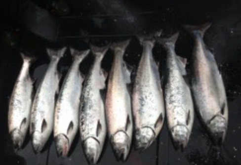 salmon fishing in winter harbour VANCOUVER ISLAND